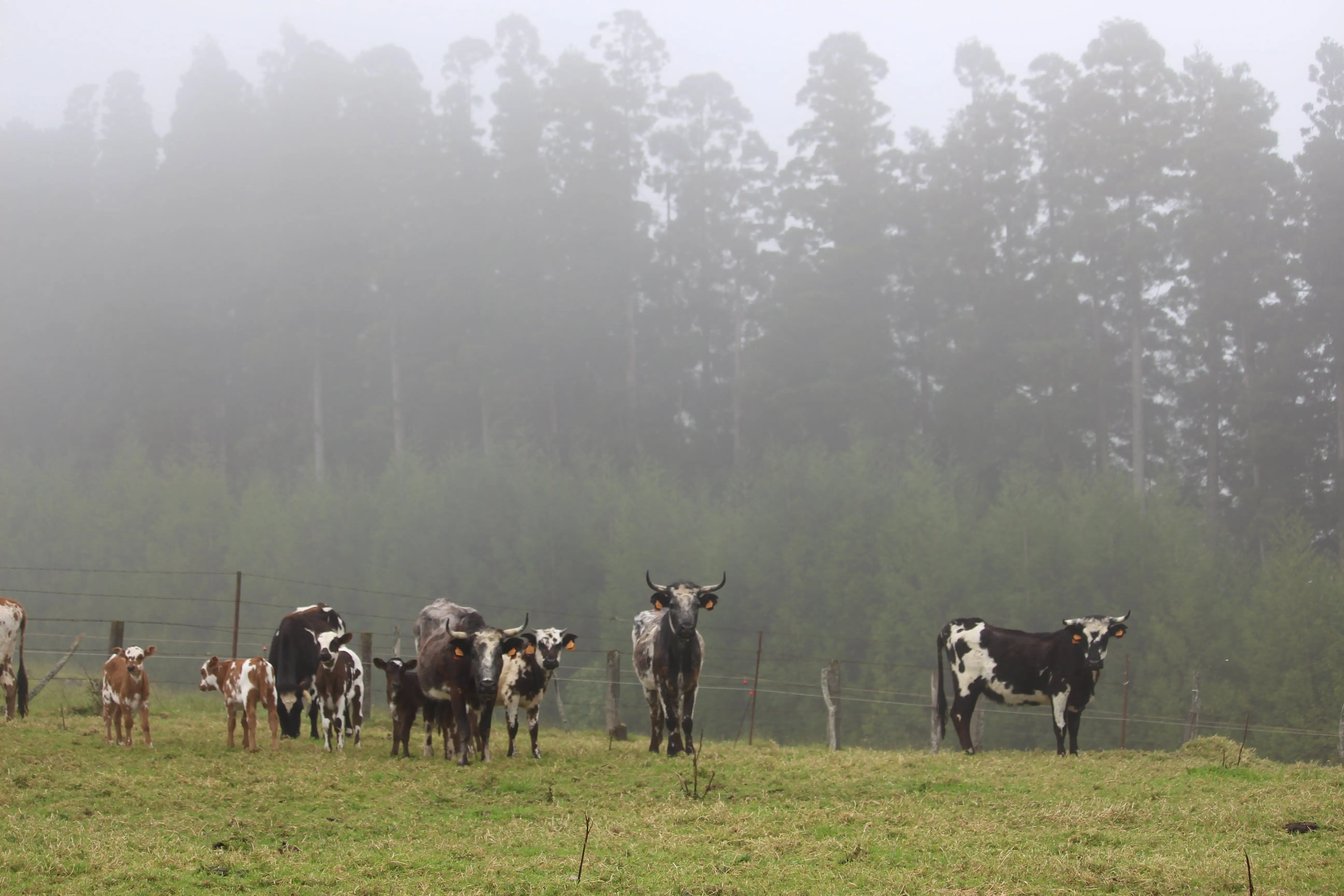 Catrina cattle in the Azores
